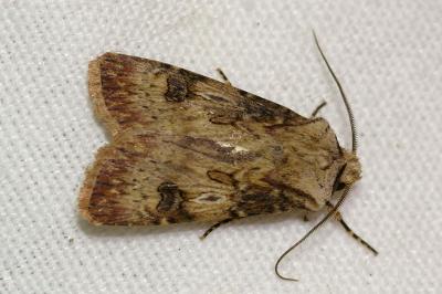 <i>Agrotis puta</i>