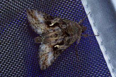 <i>Autographa gamma</i>