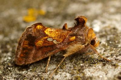<i>Chrysodeixis chalcites</i>