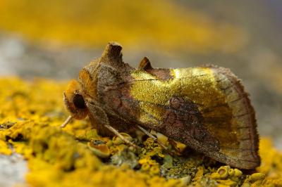 <i>Diachrysia chrysitis/stenochrysis</i>