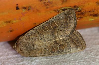 <i>Hoplodrina ambigua</i>