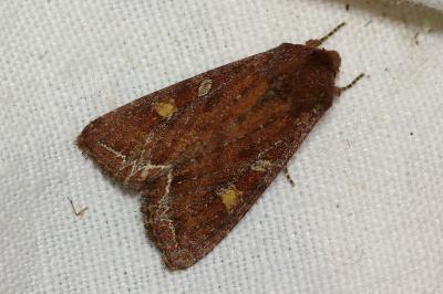 <i>Lacanobia oleracea</i>