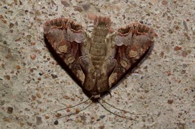 <i>Lacanobia w-latinum</i>