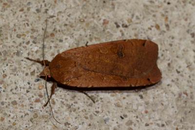 <i>Noctua pronuba</i>