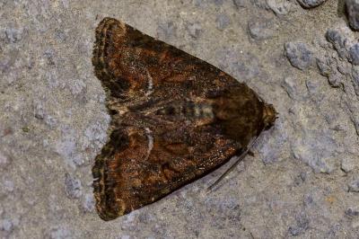 <i>Oligia latruncula</i>