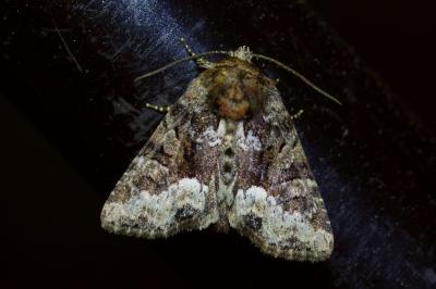 <i>Oligia strigilis</i>