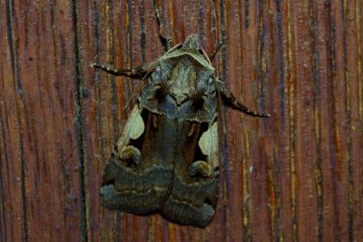 Xestia c-nigrum
