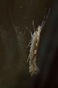 <i>Plutella xylostella</i>