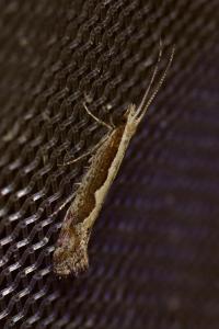 <i>Plutella xylostella</i>