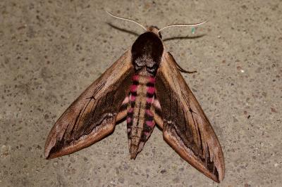 <i>Sphinx ligustri</i>
