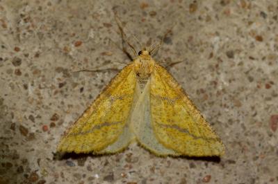 Aspitates ochrearia