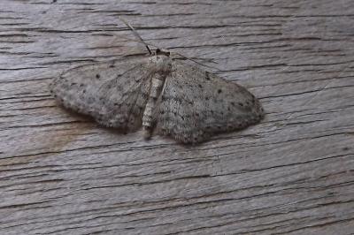 <i>Idaea seriata</i>