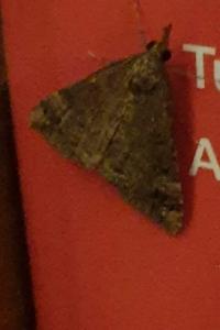 <i>Hypena obsitalis</i>