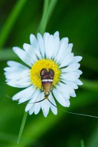 <i>Adela australis</i>