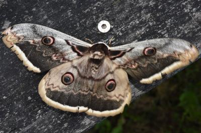 <i>Saturnia pyri</i>