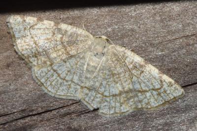 <i>Stegania trimaculata</i>