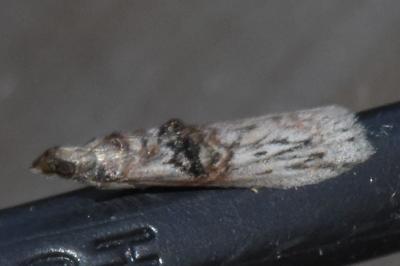 <i>Nephopterix angustella</i>