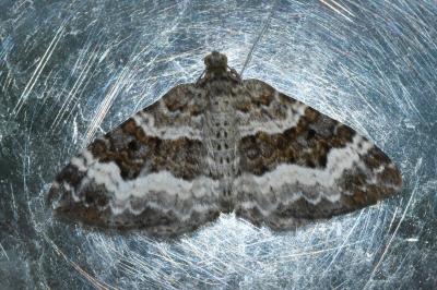 <i>Epirrhoe alternata</i>