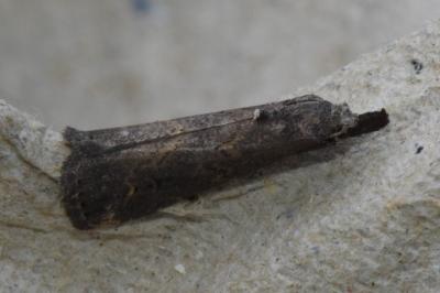<i>Schrankia costaestrigalis</i>