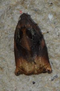 <i>Archips podana</i>