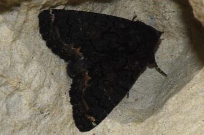<i>Catephia alchymista</i>