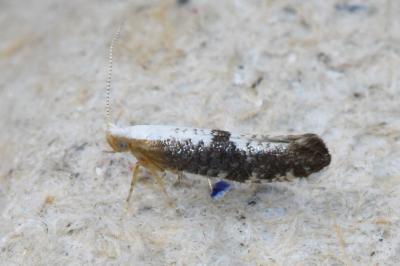 <i>Argyresthia spinosella</i>