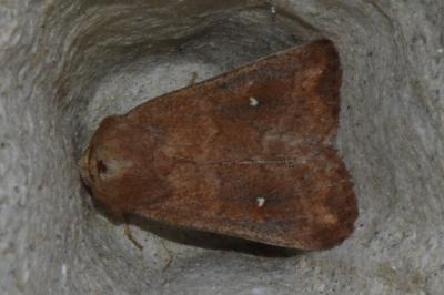 <i>Mythimna albipuncta</i>