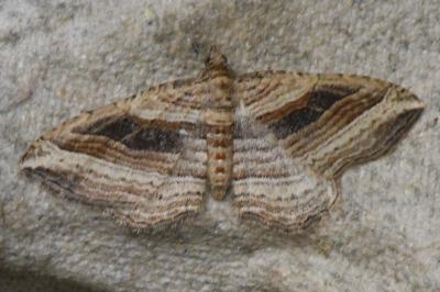<i>Costaconvexa polygrammata</i>