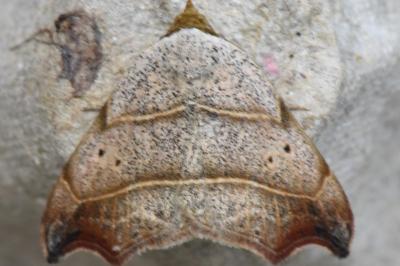 <i>Laspeyria flexula</i>