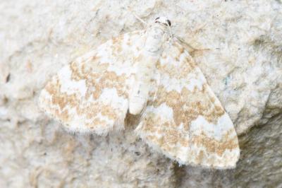 <i>Perizoma flavofasciata</i>