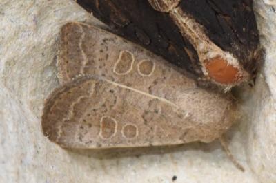 <i>Hoplodrina ambigua</i>