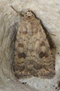 <i>Caradrina morpheus</i>