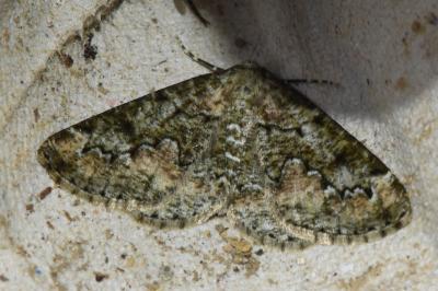 <i>Cleorodes lichenaria</i>