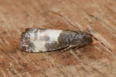 <i>Notocelia cynosbatella</i>
