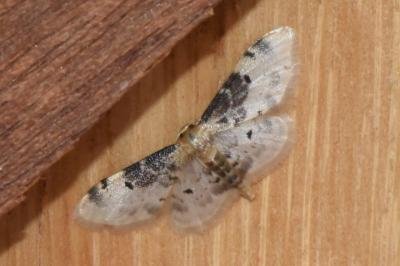 <i>Idaea filicata</i>