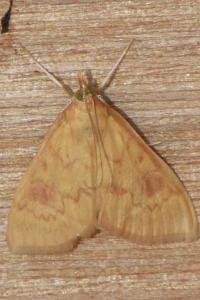 <i>Ostrinia nubilalis/scapulalis</i>