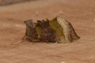 <i>Diachrysia chrysitis</i>