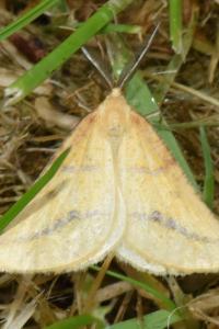 <i>Aspitates ochrearia</i>