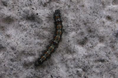 <i>Lithosia quadra</i>