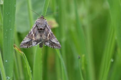 <i>Autographa gamma</i>