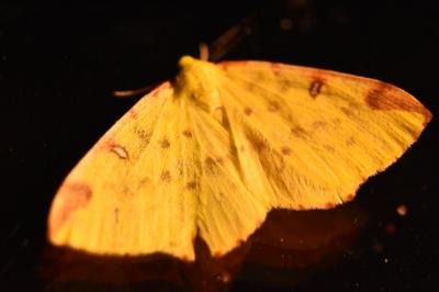 <i>Opisthograptis luteolata</i>