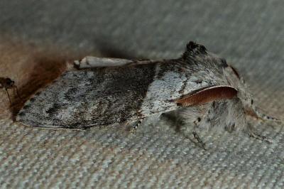 <i>Calliteara pudibunda</i>
