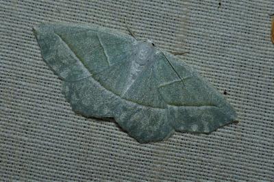 <i>Campaea margaritaria</i>