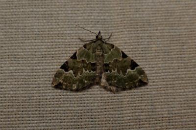 <i>Colostygia pectinataria</i>
