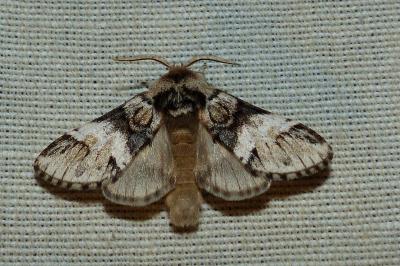 <i>Drymonia dodonaea</i>