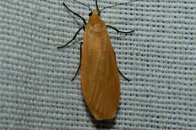 <i>Wittia sororcula</i>