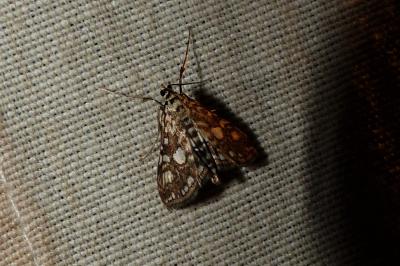 <i>Elophila nymphaeata</i>