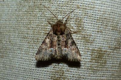 <i>Oligia strigilis</i>
