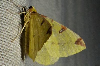 <i>Opisthograptis luteolata</i>
