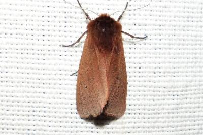 <i>Phragmatobia fuliginosa</i>